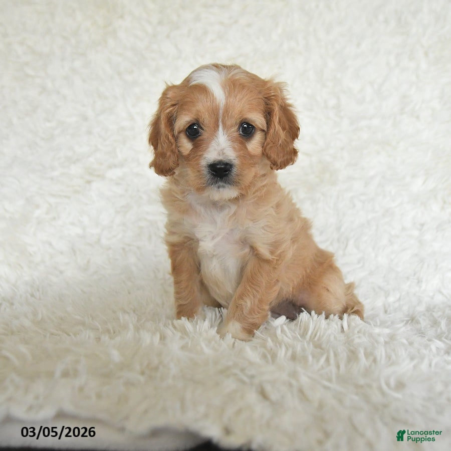 Cavapoo dogs Misty - Ad 1