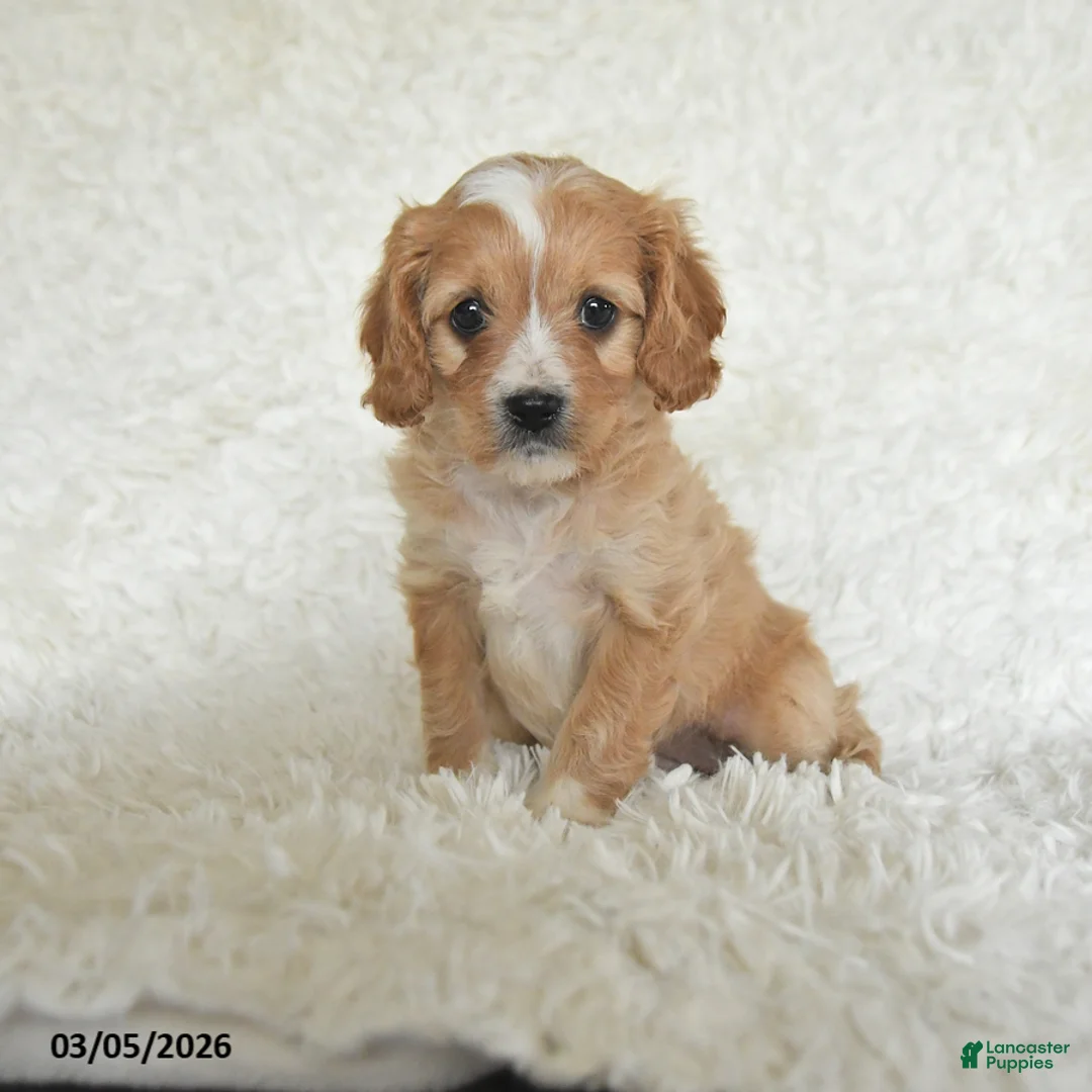 Cavapoo dogs for sale: Misty - Ad 1