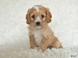 Cavapoo dogs for sale: Misty - Ad 4