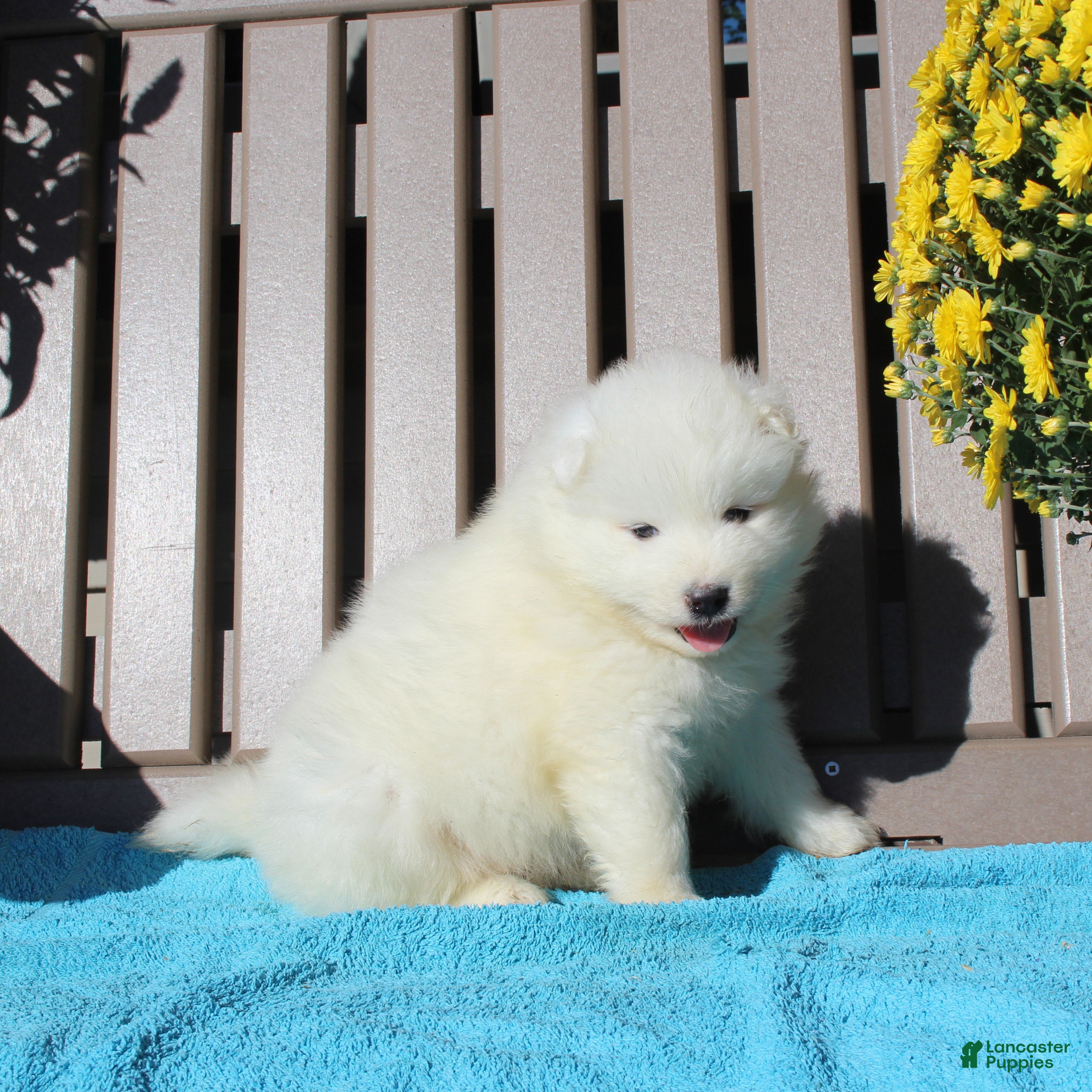 Samoyed dogs Hansom  - Ad 1