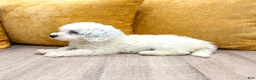 Miniature Poodle dogs for sale: Molly - Ad 5