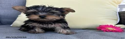 Yorkshire Terrier dogs for sale: Brutus - Ad 3