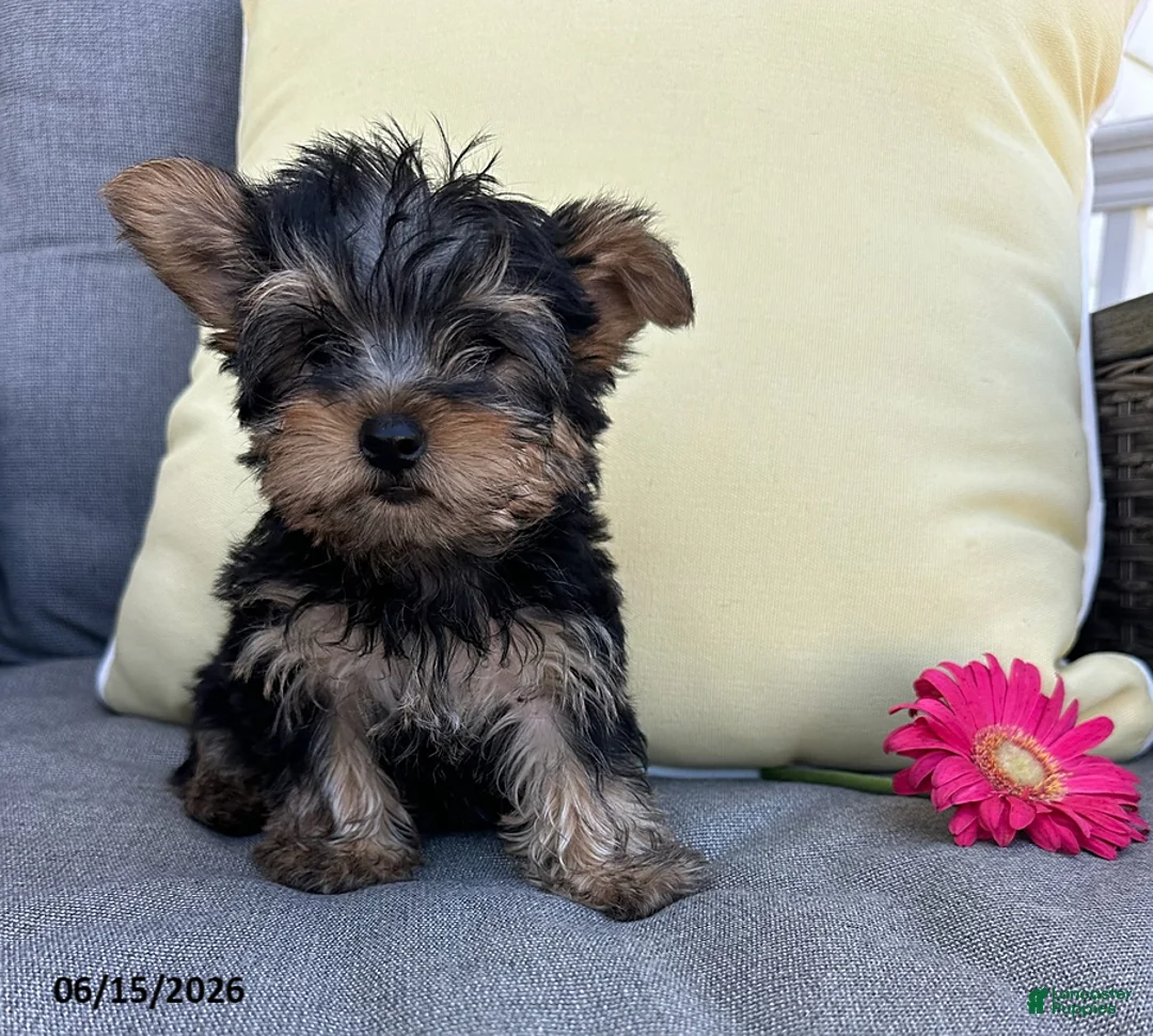 Yorkshire Terrier dogs for sale: Brutus - Ad 3