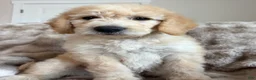 Double Doodle dogs for sale: River - F2 Double Doodle - Ad 15