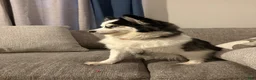 Pomsky dogs for sale: Violet - Ad 7