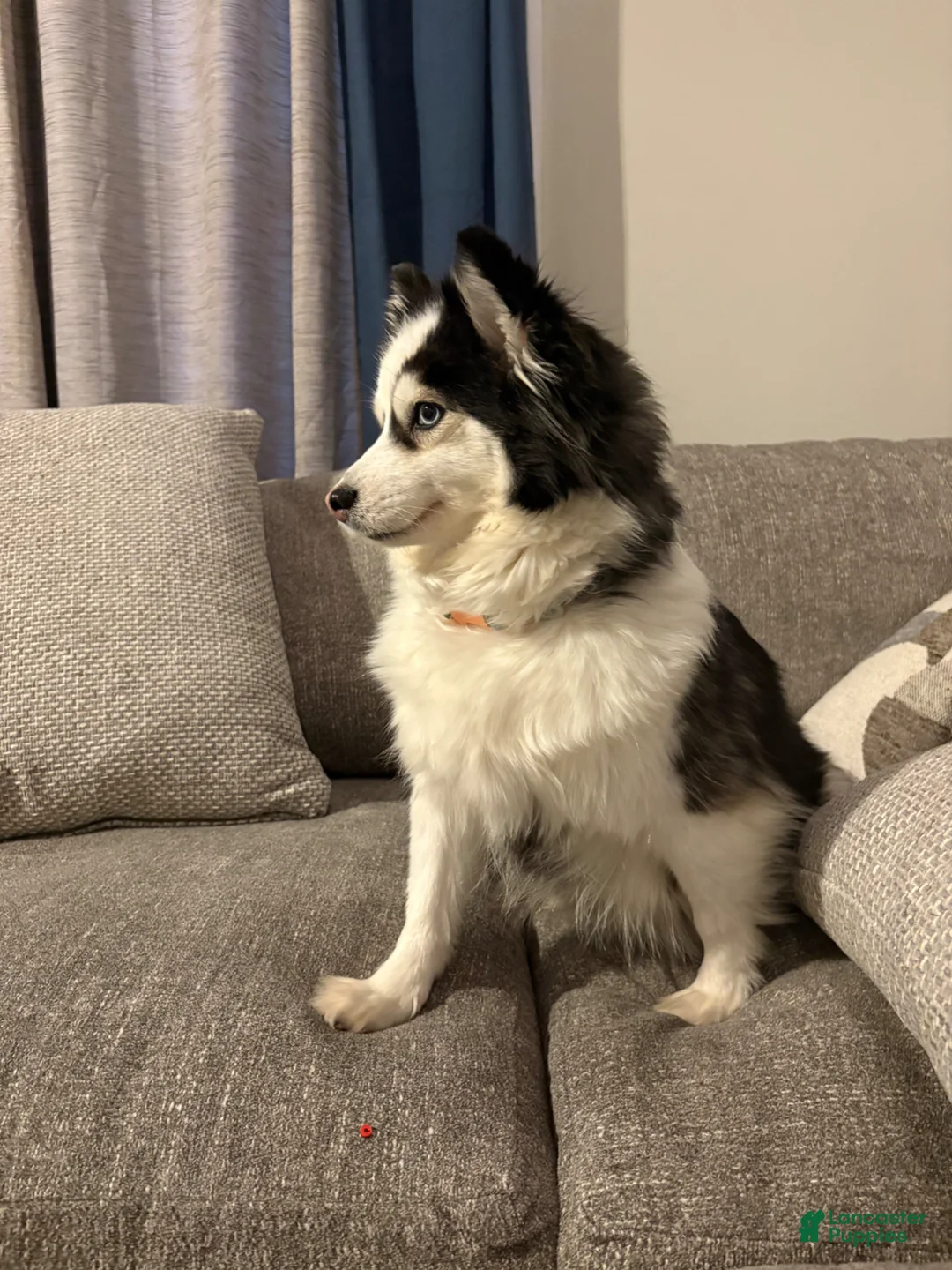 Pomsky dogs for sale: Violet - Ad 7