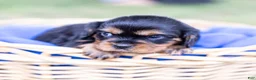 Cavalier King Charles Spaniel dogs for sale: Waldo - Ad 3