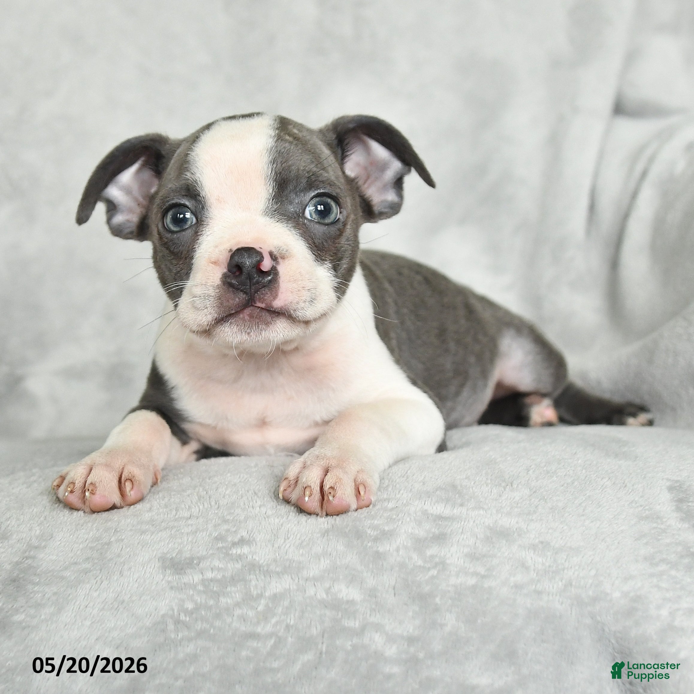 Boston Terrier dogs Teddy - Ad 2