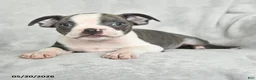 Boston Terrier dogs for sale: Teddy - Ad 2
