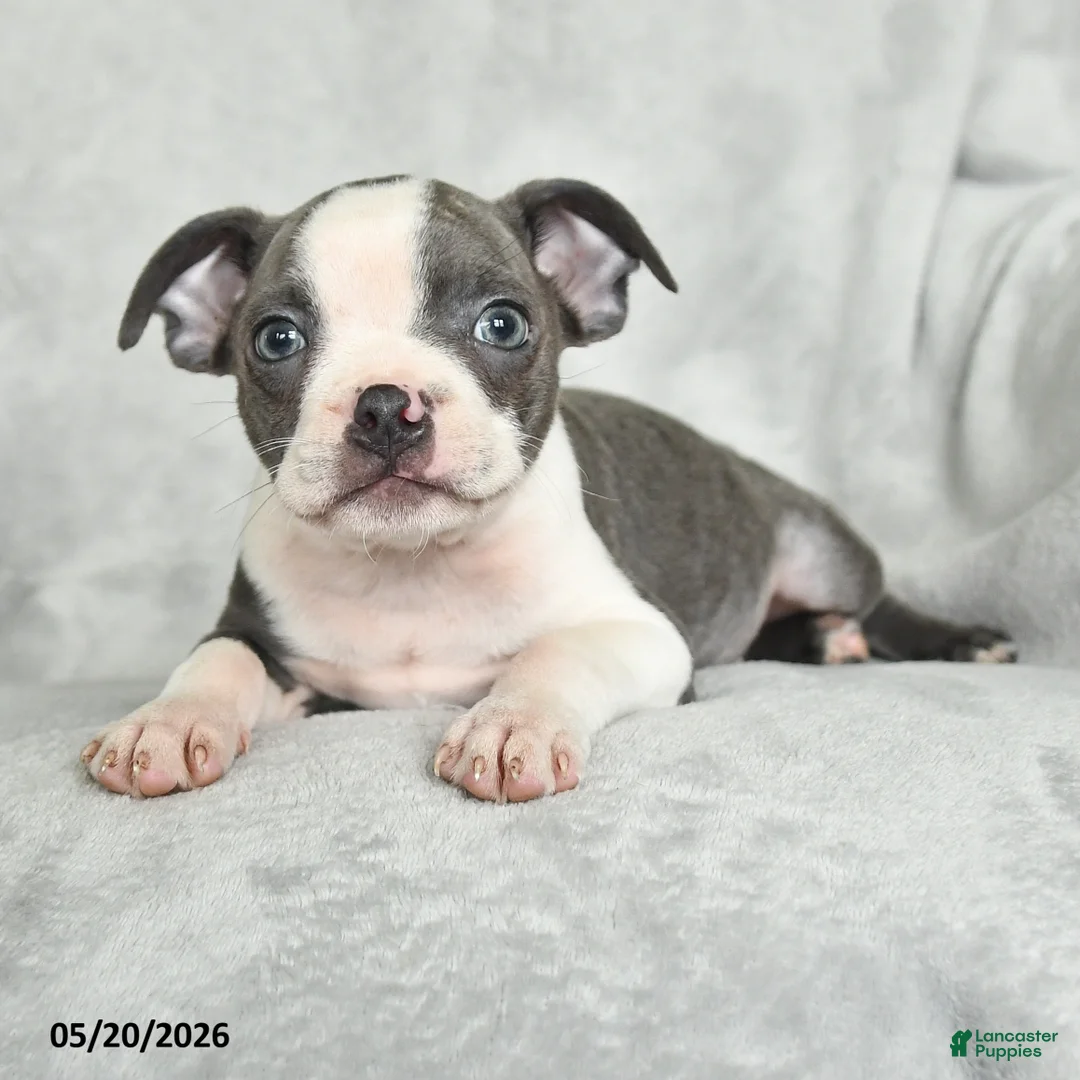 Boston Terrier dogs for sale: Teddy - Ad 2
