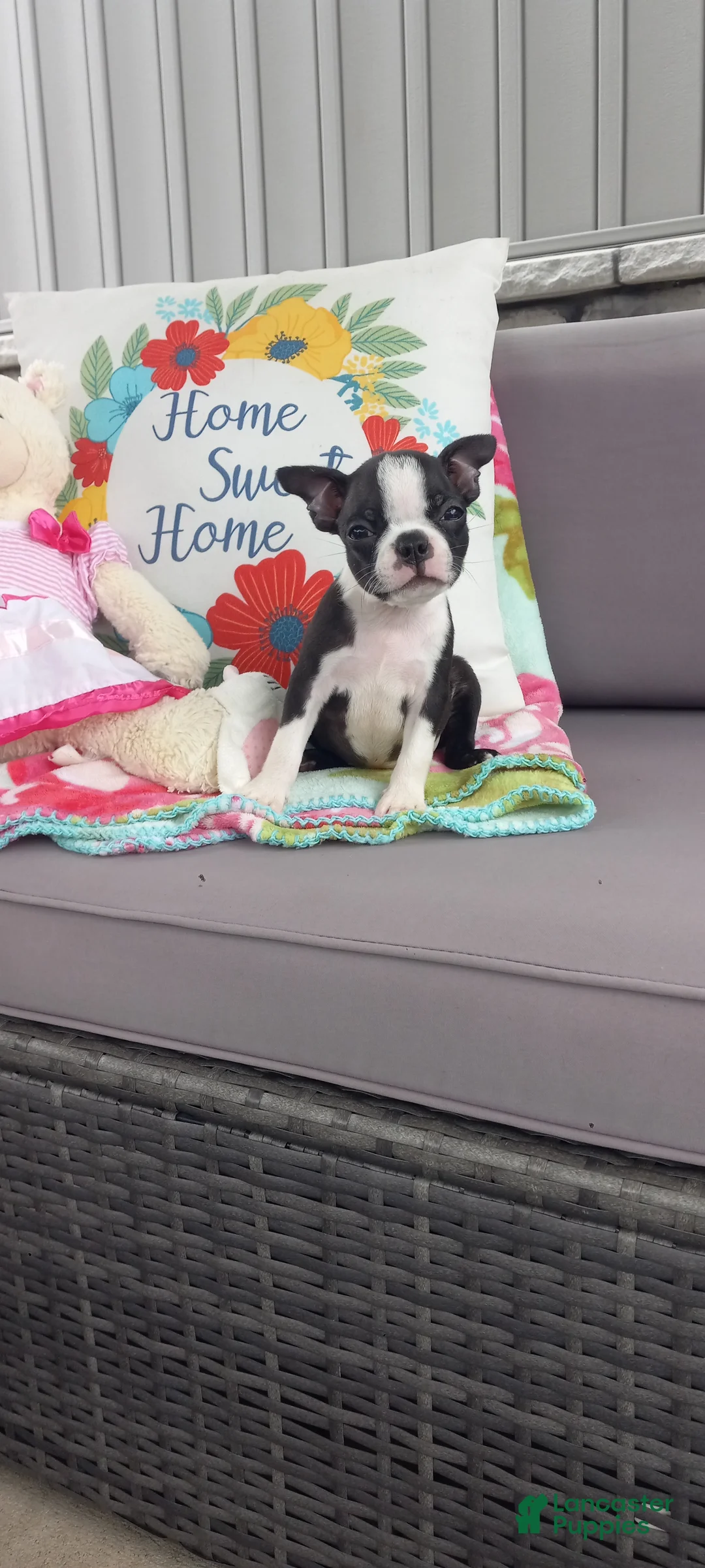 Boston Terrier dogs for sale: Alivia - Ad 1