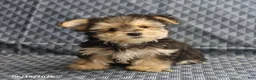 Morkie dogs for sale: Alex - Ad 1