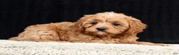 Cavapoo dogs for sale: Sally - Ad 4