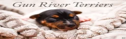 Rat Terrier dogs for sale: Rat Terrier 2 - Ad 1