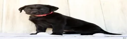 Labrador Retriever dogs for sale: Autumn - Ad 8