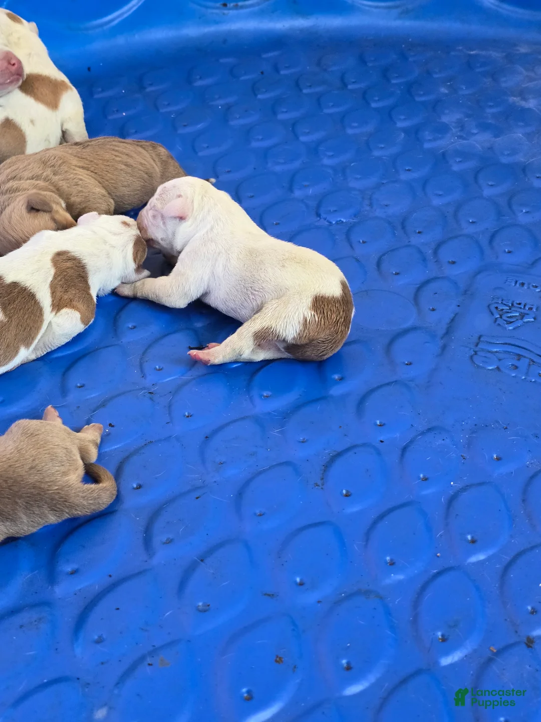 American Bully dogs for sale: American Bully Puppy 8 - Ad 1