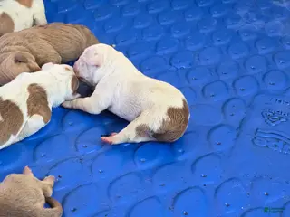 American Bully dogs American Bully Puppy 8 - Ad 5