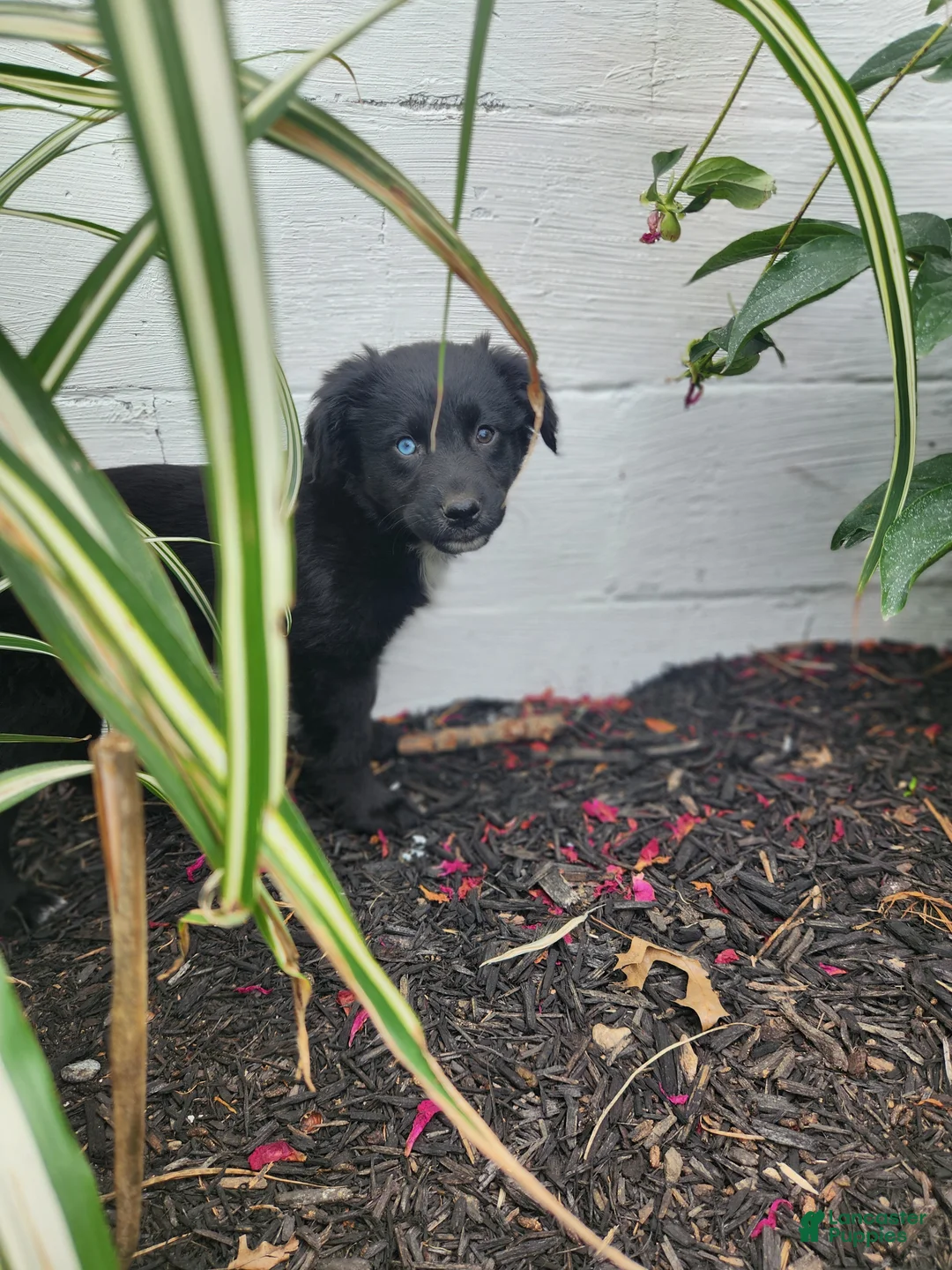 Mixed Breed dogs for sale: Lacy - Ad 1