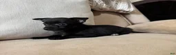 Chihuahua dogs for sale: Carlos - Ad 7