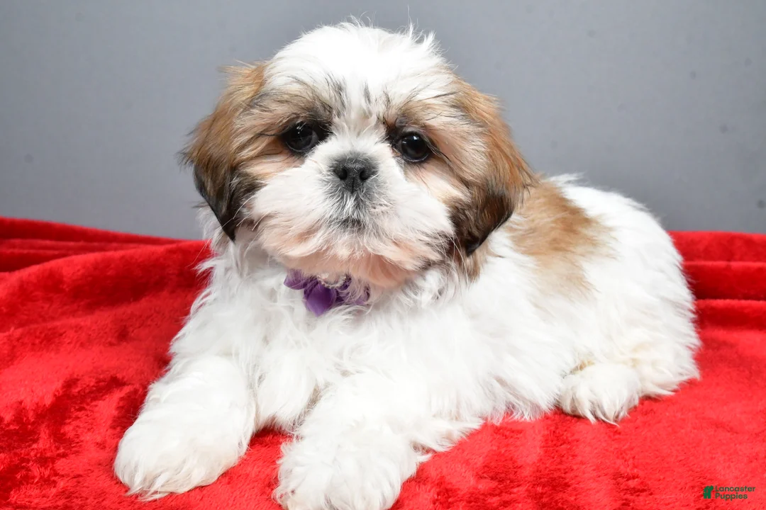 Shih Tzu dogs for sale: Isabella - Ad 2