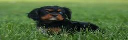 Cavalier King Charles Spaniel dogs for sale: Kona 💛🐾 - Ad 7