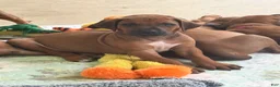 Rhodesian Ridgeback dogs for sale: Rhodesian Ridgeback Mr Royal Blue - Ad 17
