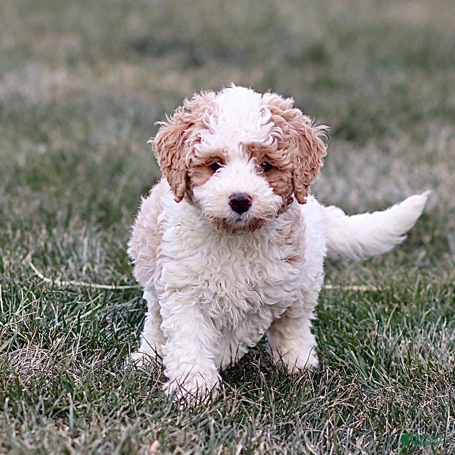 Mini Bernedoodle dogs Harley - Ad 5