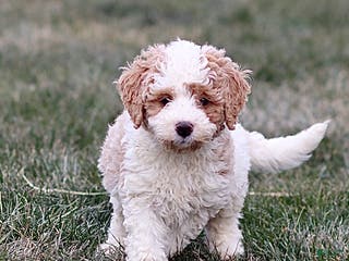 Mini Bernedoodle dogs Harley - Ad 16