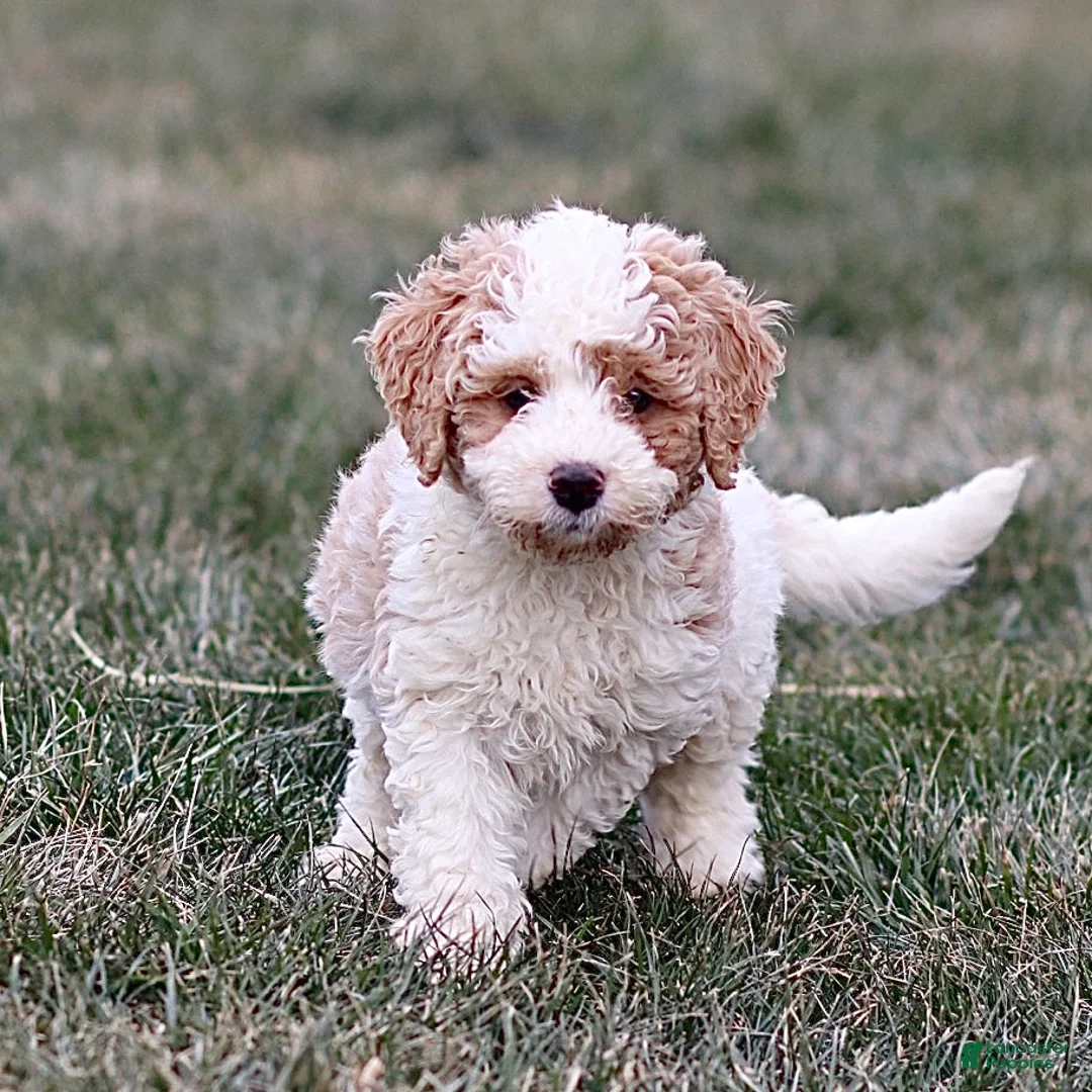 Mini Bernedoodle dogs for sale: Harley - Ad 1