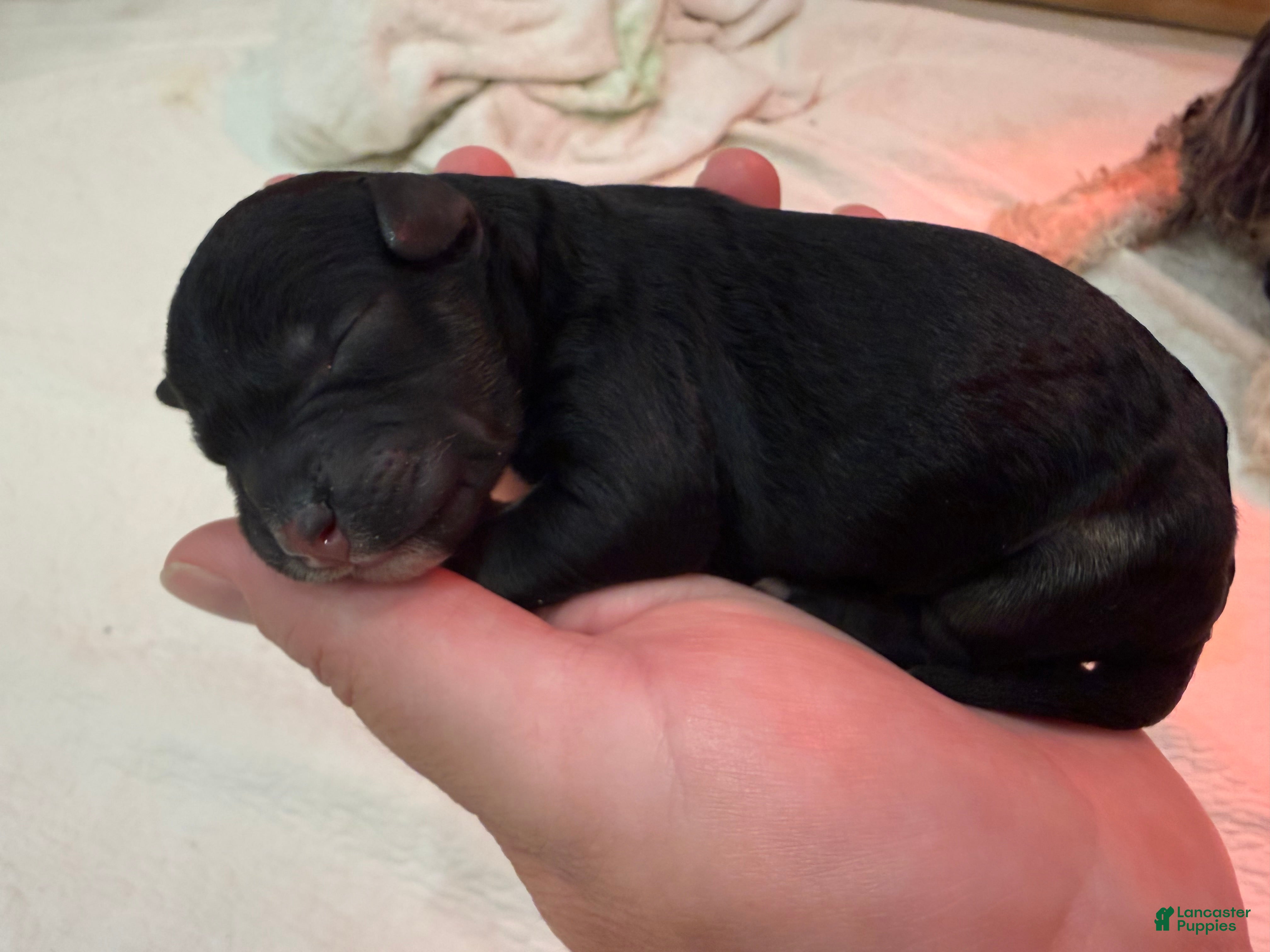 Mini Bernedoodle dogs for sale: Luna - Ad 2