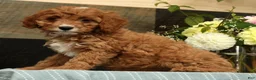 Cavapoo dogs for sale: Fern - Ad 5