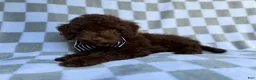 Cavapoo dogs for sale: Captain - Ad 2
