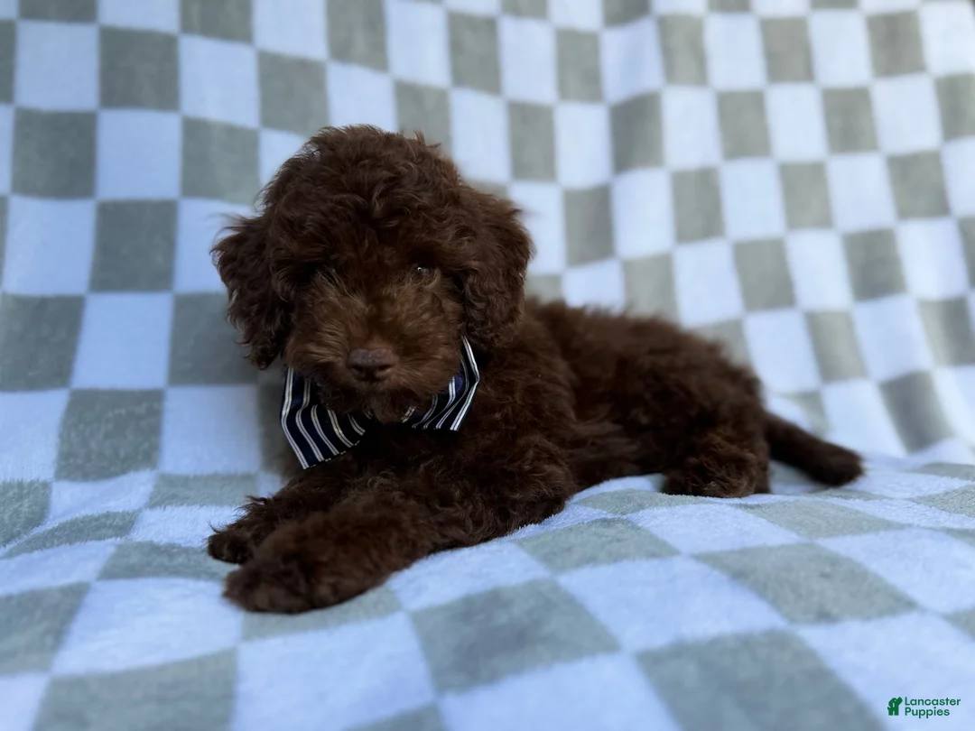 Cavapoo dogs for sale: Captain - Ad 2