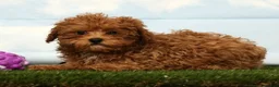Havapoo dogs for sale: Hope - Ad 5