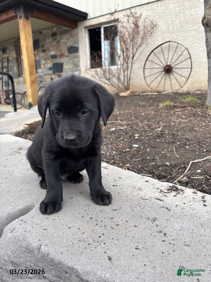 Labrador Retriever dogs George - Ad 2