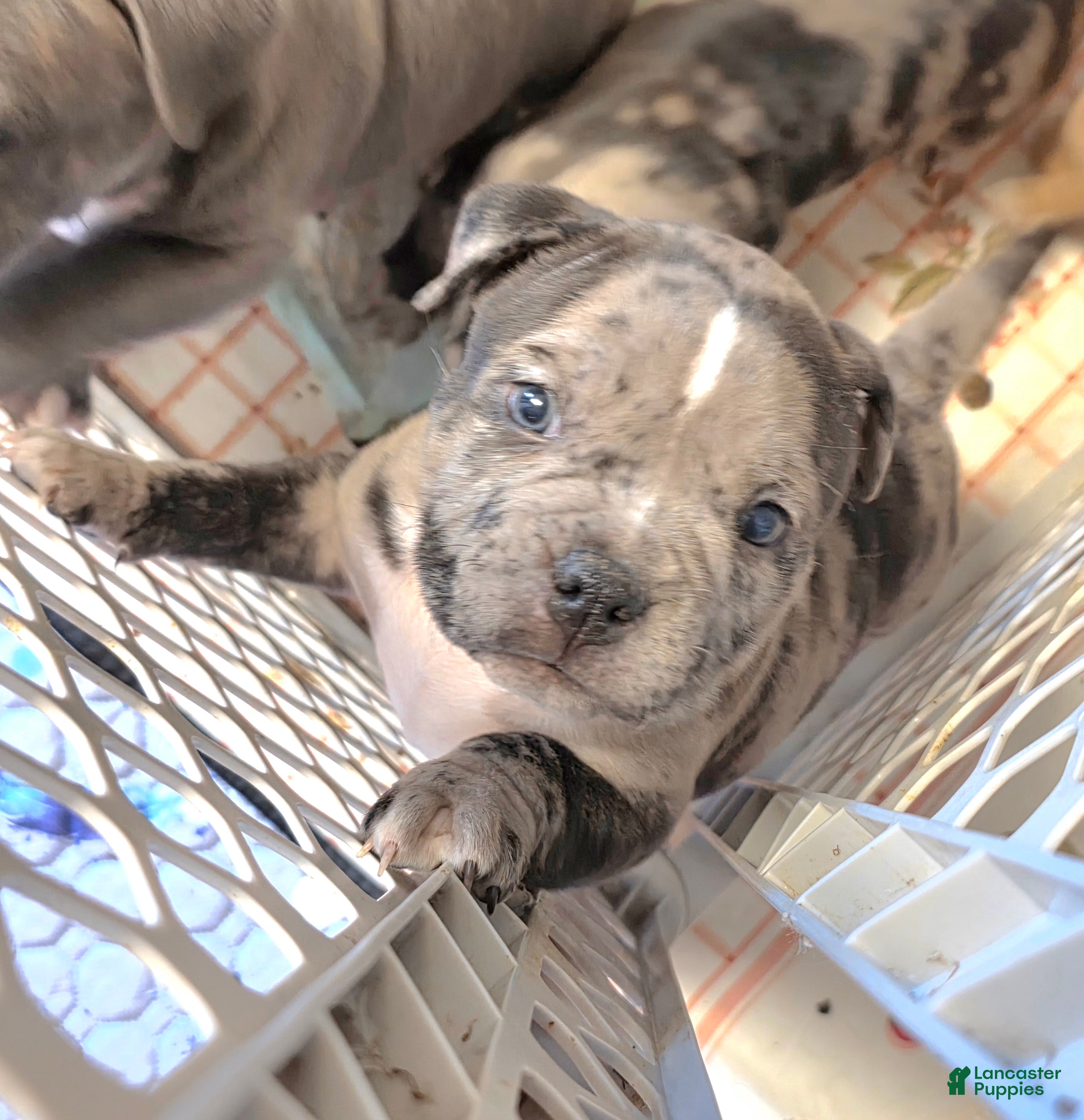American Bully dogs Lotus Elise - Ad 37