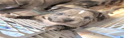 American Bully dogs for sale: Lotus Elise - Ad 6