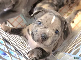 American Bully dogs Lotus Elise - Ad 37