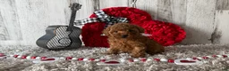 Toy Poodle dogs for sale: Uno - Ad 4