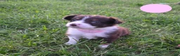 Australian Shepherd dogs for sale: Australian Shepherd Puppy PINK - Ad 12
