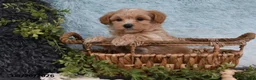 Havapoo dogs for sale: Twinkle - Ad 3
