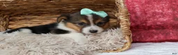 Welsh Corgi Pembroke dogs for sale: Amara🌸 - Ad 15