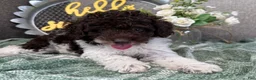 Miniature Poodle dogs for sale: Tanner - Ad 3