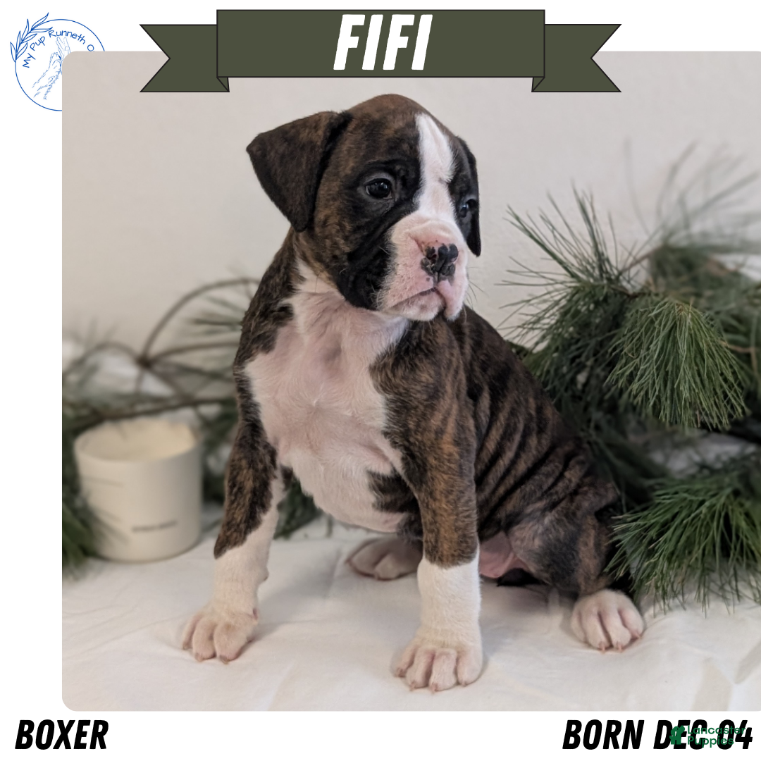 Boxer dogs Fifi - Ad 1