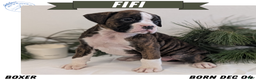 Boxer dogs for sale: Fifi - Ad 1