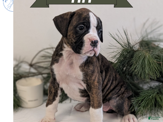 Boxer dogs Fifi - Ad 1