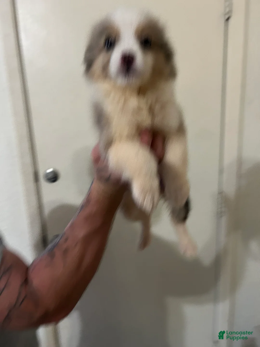 Australian Shepherd dogs for sale: Sky - Ad 2