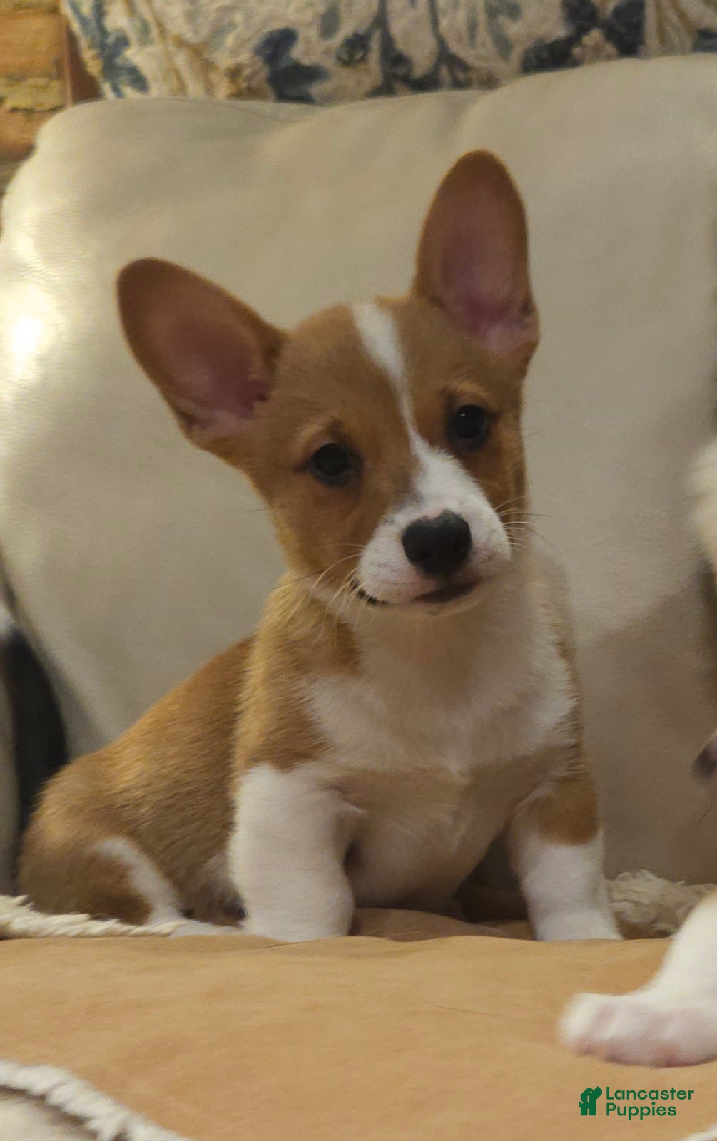 Mixed Breed dogs Xander - Ad 2