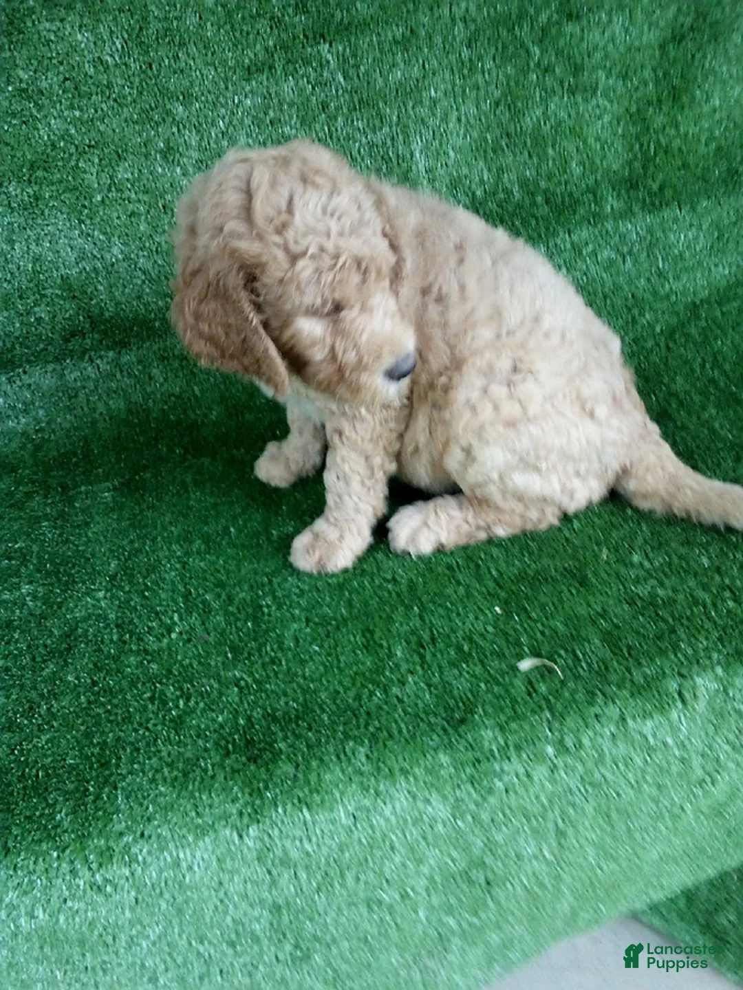 Goldendoodle dogs for sale: Leo - Ad 2