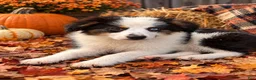 Miniature Australian Shepherd dogs for sale: Bo - Ad 1